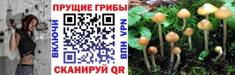 Галлюциногенные грибы Psilocybine cubensis где найти omg онион Новокузнецк